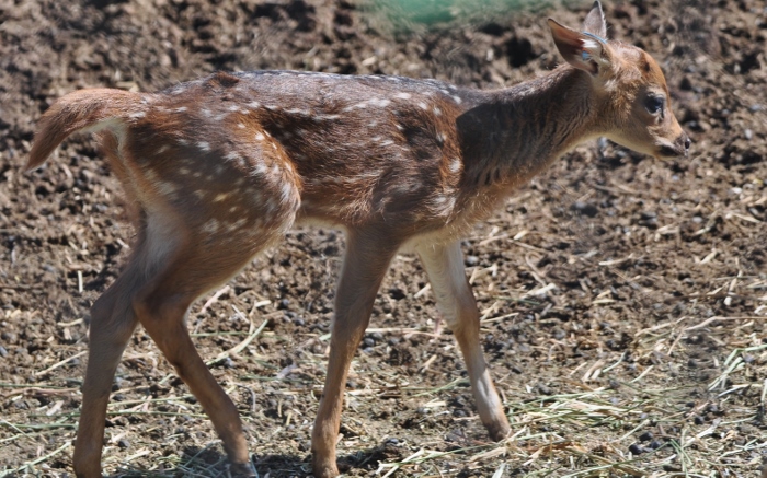 Axis Deer